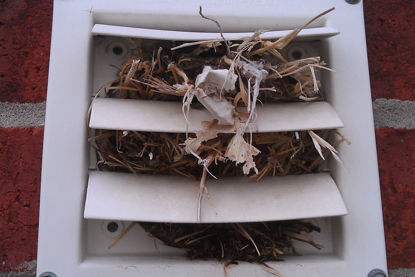 Louvered exterior dryer vent cover on a brick wall packed full of a bird nest